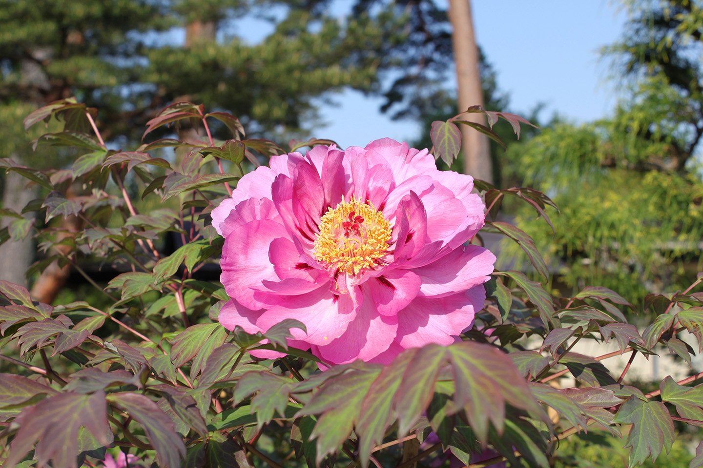 🌸 명승 스카가와 모란원 (메이쇼 스카가와 보탄엔) 이미지 5
